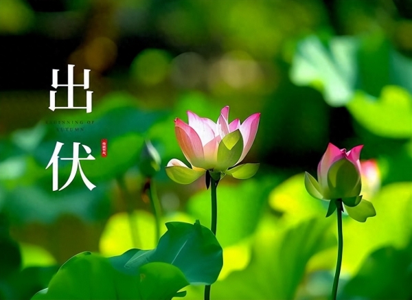 “冷不冷看出伏”今年8月19日正式出伏背后有何说法？(图3)
