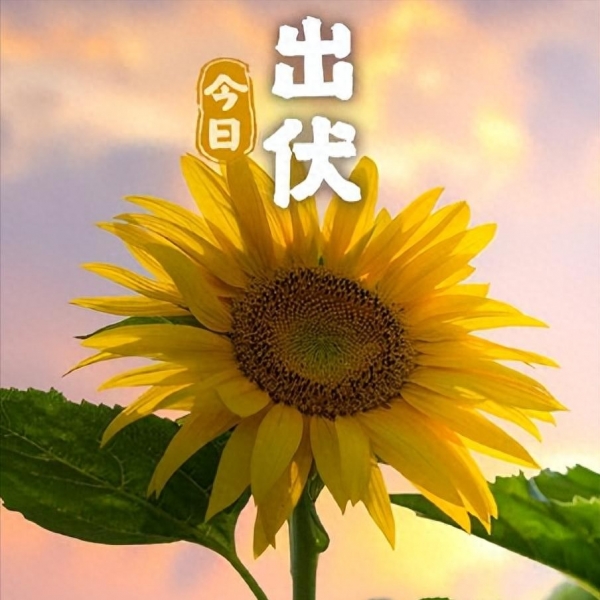 “冷不冷看出伏”今年8月19日正式出伏背后有何说法？(图1)