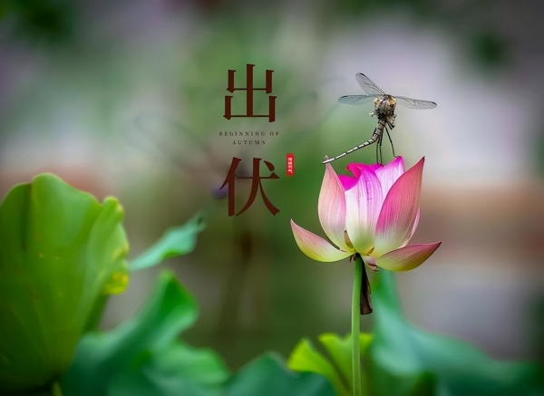 “冷不冷看出伏”今年8月19日正式出伏背后有何说法？(图2)