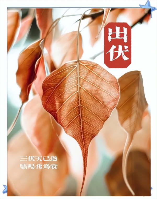 “冷不冷看出伏”今年8月19日正式出伏背后有何说法？(图5)