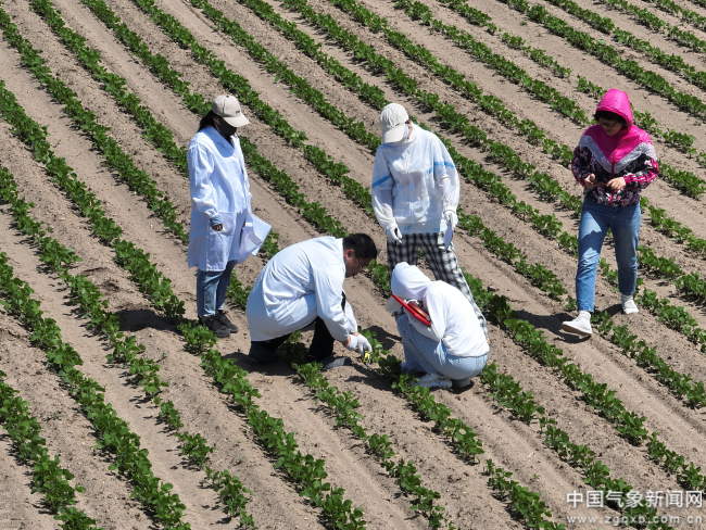 农业气象服务效益几何？田间试验给答案轻至中度灾害年份增产贡献率均值为125%(图1)