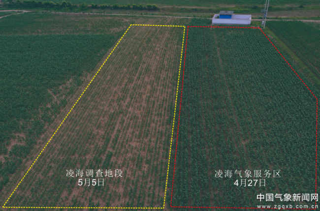 农业气象服务效益几何？田间试验给答案轻至中度灾害年份增产贡献率均值为125%(图2)
