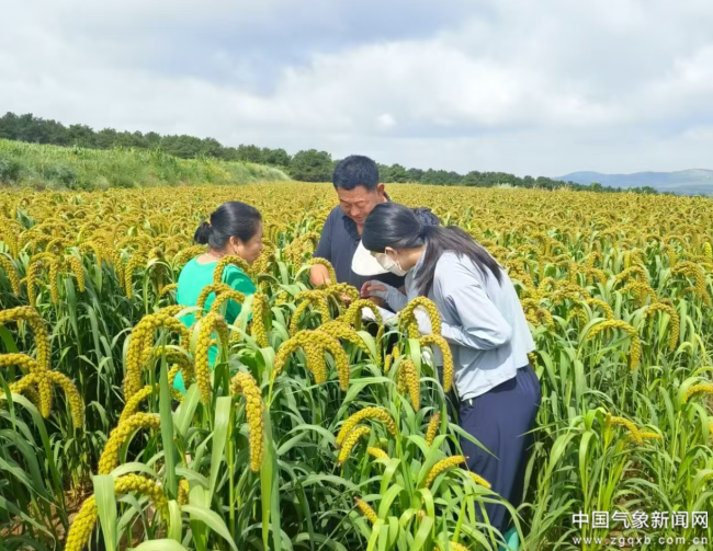 农业气象服务效益几何？田间试验给答案轻至中度灾害年份增产贡献率均值为125%(图3)