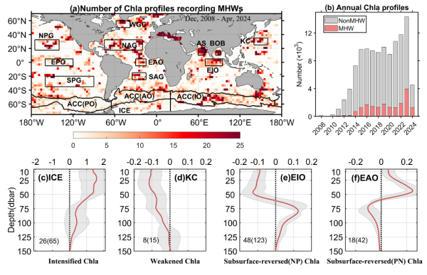 科研人员揭示海洋热浪影响全球浮游植物的垂直分布