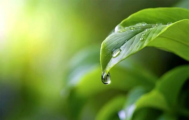 我们如何更好地预测未来气候？答案或许藏在路边的一花一草(图2)